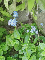 Myosotis des bois - Myosotis sylvatica